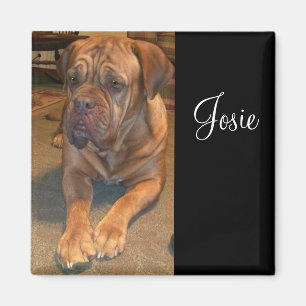 Íman Josie o mastif. Mude a seus mastif conhecidos