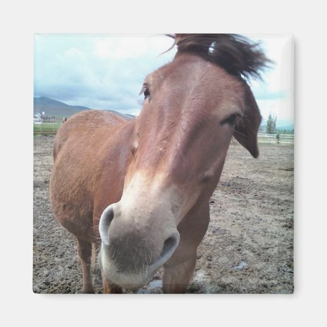 Íman Josie the Mule (Frente)