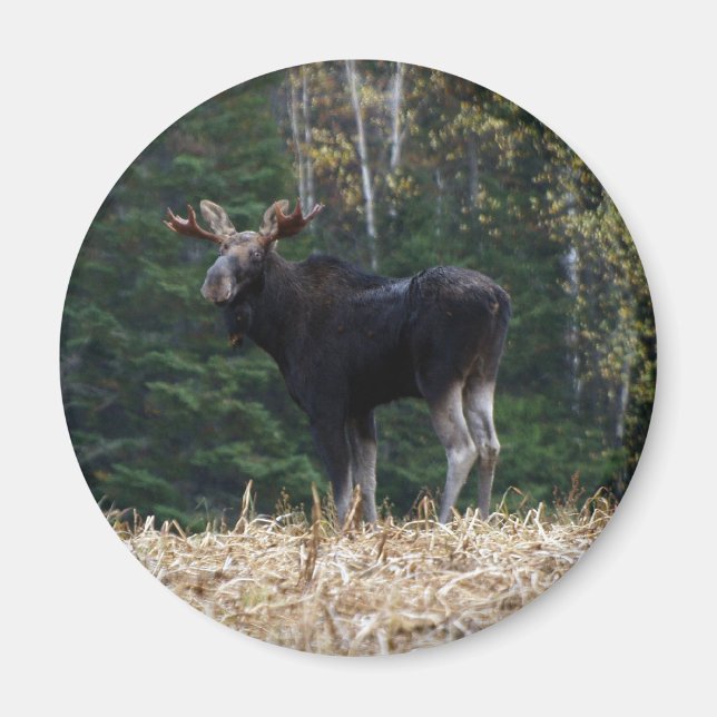 Íman Jovem (Frente)