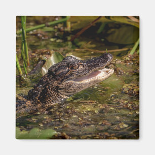 Íman Jovem Alligator