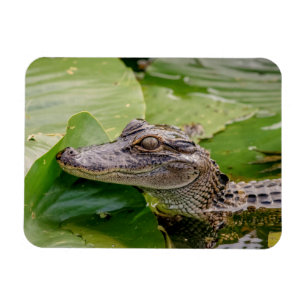 Íman Jovem Alligator