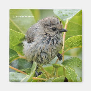 Íman Jovem Bushtit Mole e Bonita Songbird em Laurel