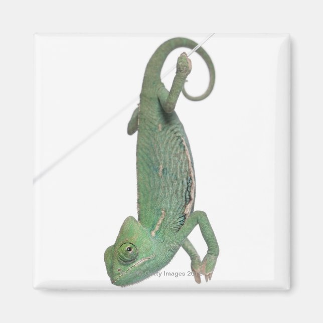 Íman Jovem camaleão velado Chamaeleo calyptratus (Frente)
