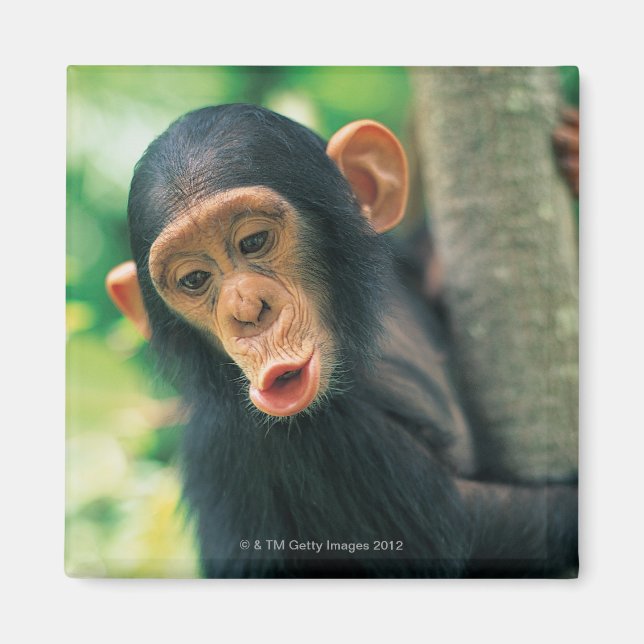 Íman Jovem Chimpanzé (Pan troglodytes) (Frente)