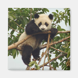 Íman Jovem gigante do Panda
