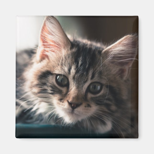 Íman Jovem Masculino Tabby Cat 2 (Frente)