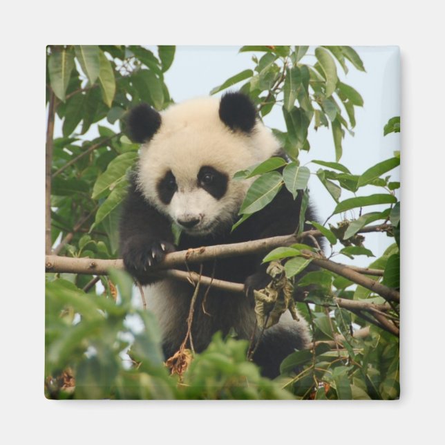 Íman Jovem panda gigante - ímã (Frente)