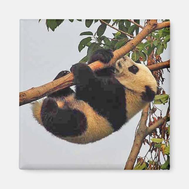 Íman Jovem panda gigante - ímã (Frente)