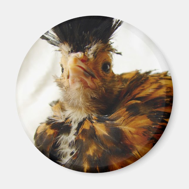 Íman Jovem Polonês (Frente)