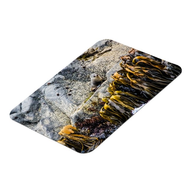 Íman Jovem Selo De Peles Na Rocha (Left Side)