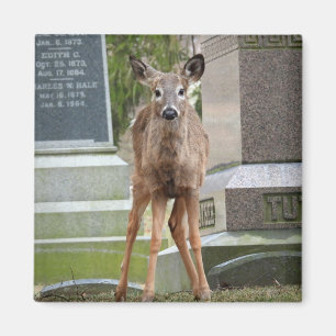 Íman Jovem Veado Branco Deer no cemitério