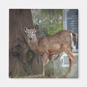 Íman Jovem Veado Branco Deer no cemitério