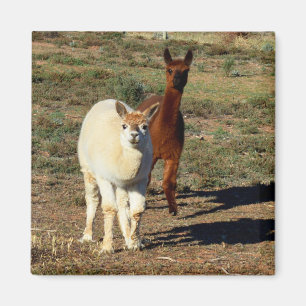 Íman Jovens Castanhos E Alpacas Brancas,