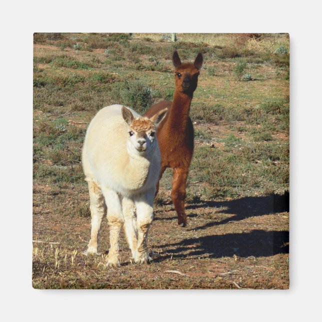 Íman Jovens Castanhos E Alpacas Brancas, (Frente)