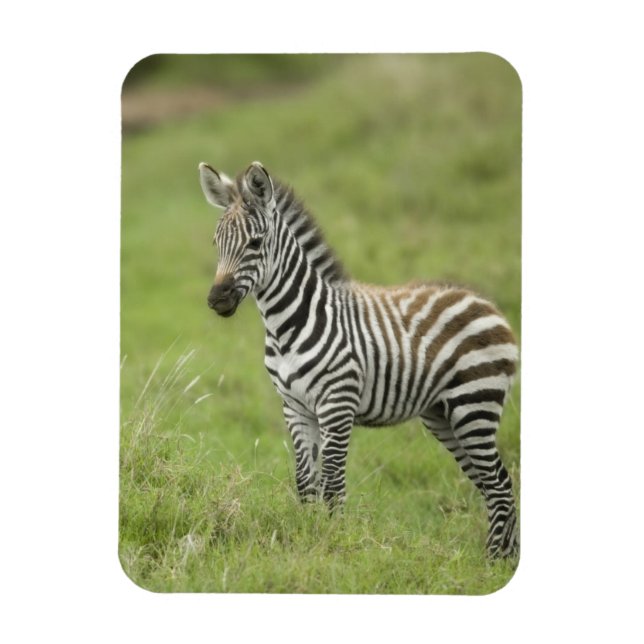 Íman Jovens Zebra Na Planície De Serengeti (Vertical)