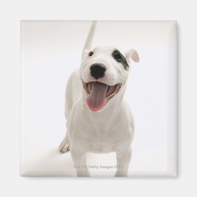 Íman Joyful Bull terrier (Frente)