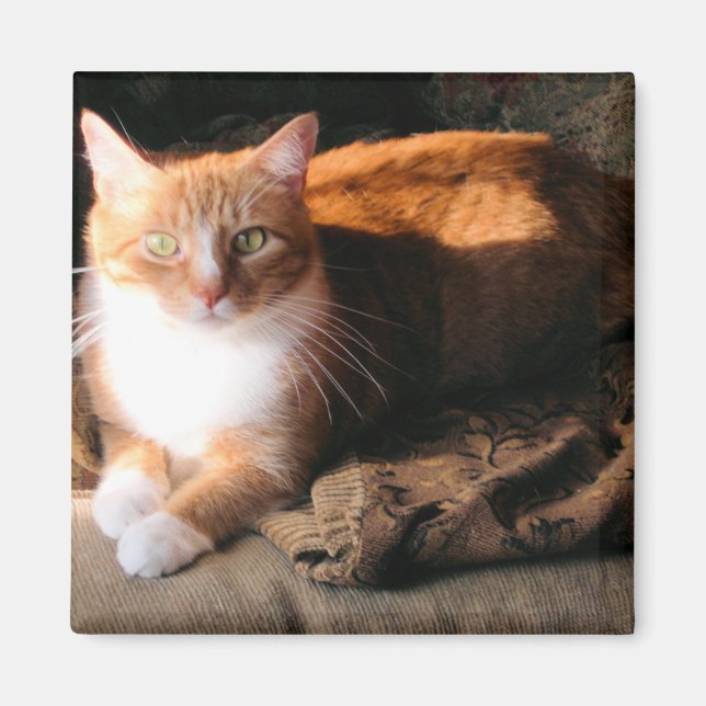 Íman JT o Gato (Frente)