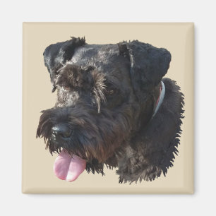 Íman Júnior o Schnauzer, ímã