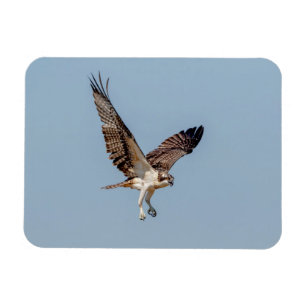 Íman Juvenil Osprey em voo