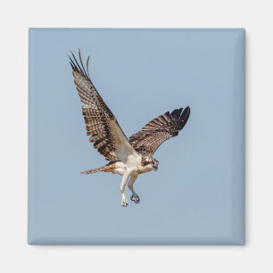 Íman Juvenil Osprey em voo