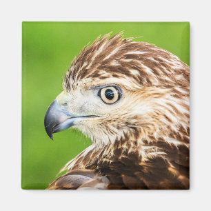 Íman Juvenil Red Tailed Hawk
