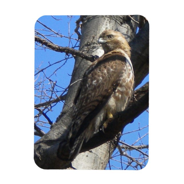 Íman Juvenil Red Tailed Hawk Magnet (Vertical)