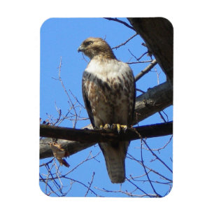 Íman Juvenil Red Tailed Hawk Magnet