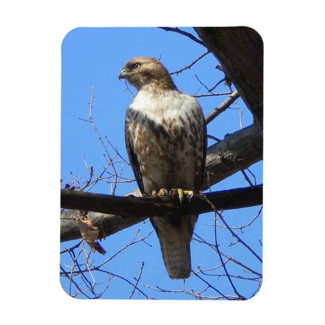 Íman Juvenil Red Tailed Hawk Magnet (Vertical)