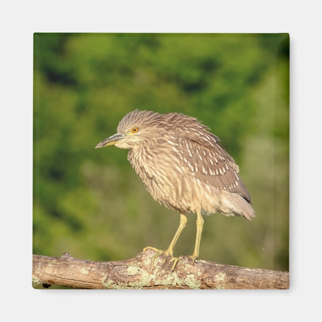 Íman Juvenile Black Crowned Night Heron (Frente)