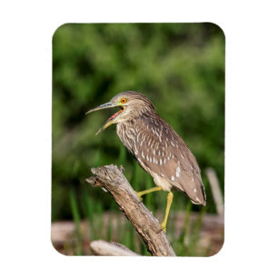 Íman Juvenile Black Crowned Night Heron