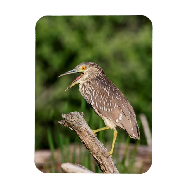 Íman Juvenile Black Crowned Night Heron (Vertical)