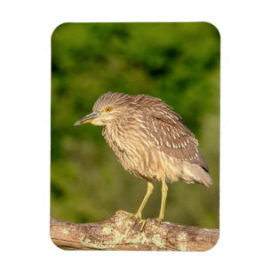 Íman Juvenile Black Crowned Night Heron