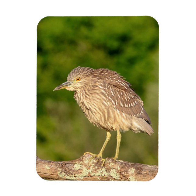 Íman Juvenile Black Crowned Night Heron (Vertical)
