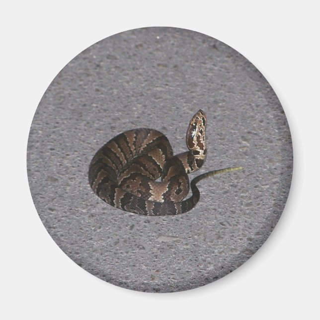 Íman Juvenile Cottonmouth Cobra (Frente)