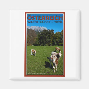 Íman Kaiser mais selvagem - vacas