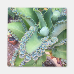 Íman Kalanchoe Magnet