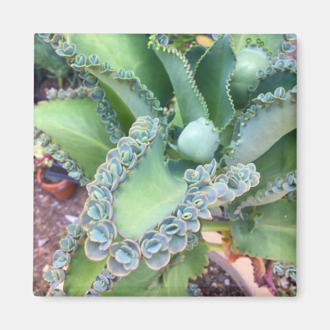 Íman Kalanchoe Magnet (Frente)