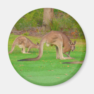 Íman kangaroo
