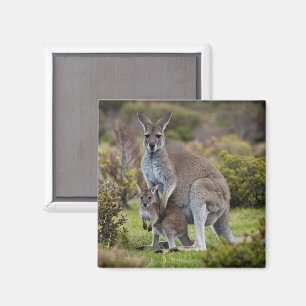 Íman Kangaroo e Joey