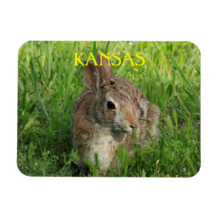 Íman Kansas Bunny Rabbit