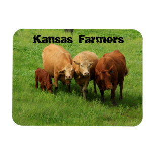 Íman Kansas Farmers Cows