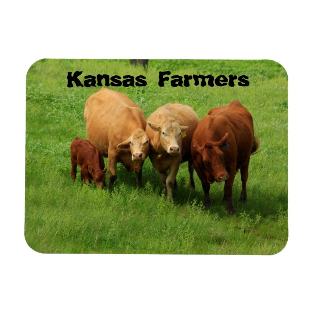 Íman Kansas Farmers Cows (Horizontal)