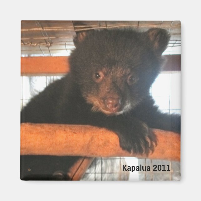 Íman Kapalua 2011 Magnet (Frente)