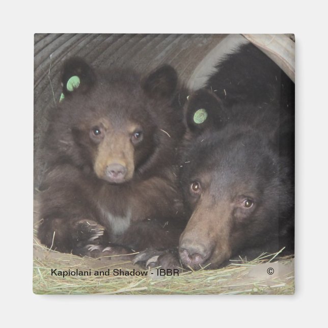 Íman Kapiolani e Shadow - ímã quadrado (Frente)