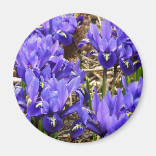 Íman Katherine Hodgkin torna iridescente o primavera