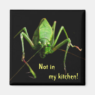 Íman Katydid na cozinha
