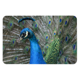 Íman Kauai Peacock Feather