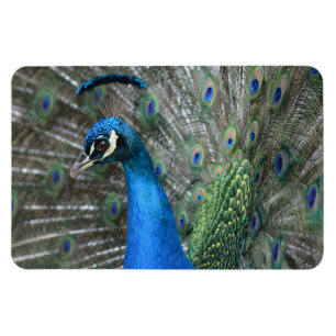 Íman Kauai Peacock Feather