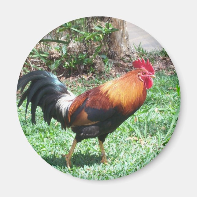 Íman Kauai Rooster Magnet (Frente)