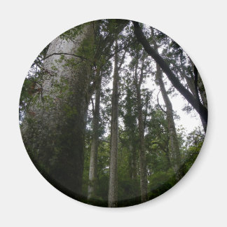 Íman Kauri Forest